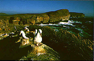 Albatrosser p reie (Vest-Falkland)