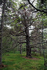 Trinnya. Gammelskogen i midten av ya. Foto: Bent Svinnung